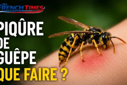Piqûre de Guêpe Que Faire